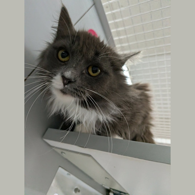 Photo of Shandy