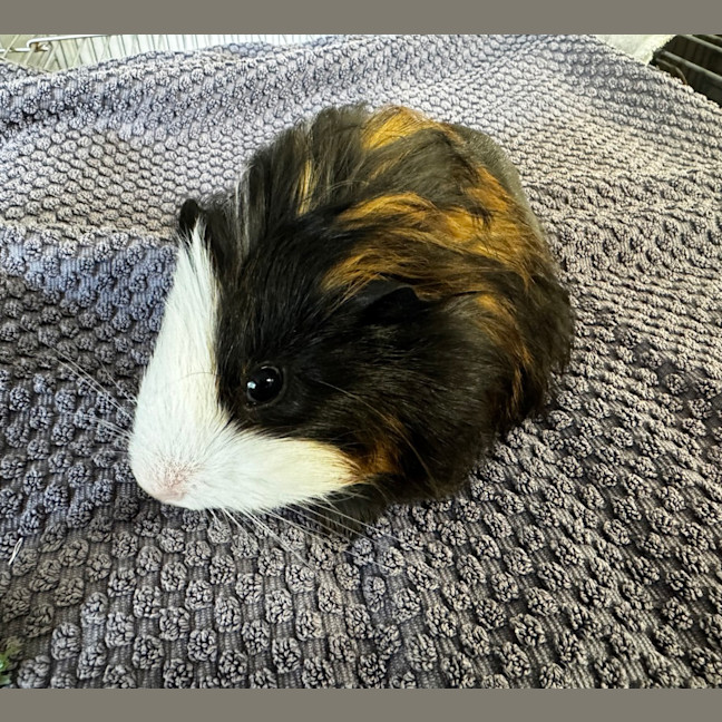 Photo of Hot Chocolate*