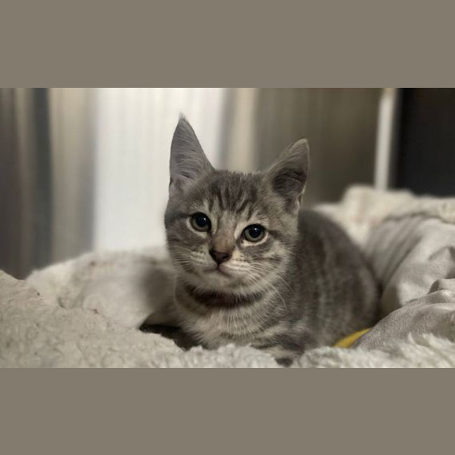 Photo of Pepsi