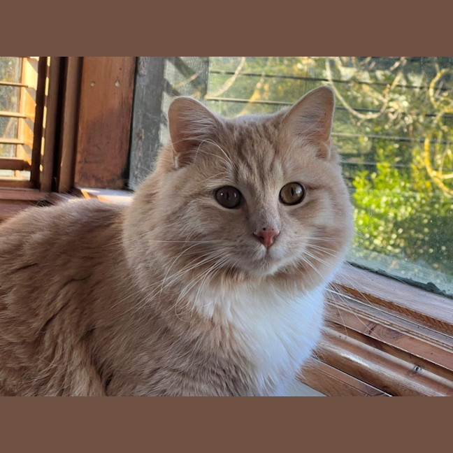 Photo of Ricardo Silvanus