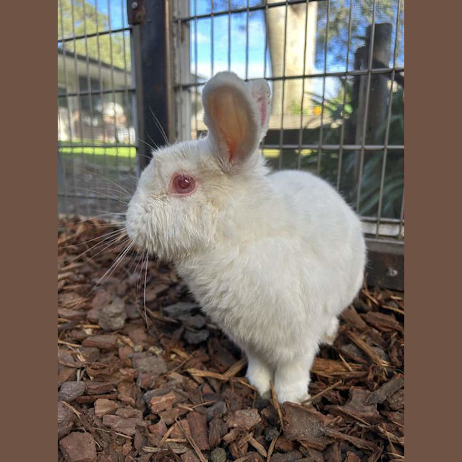 Photo of Coco
