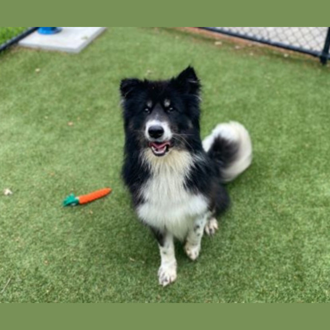 Photo of Toby