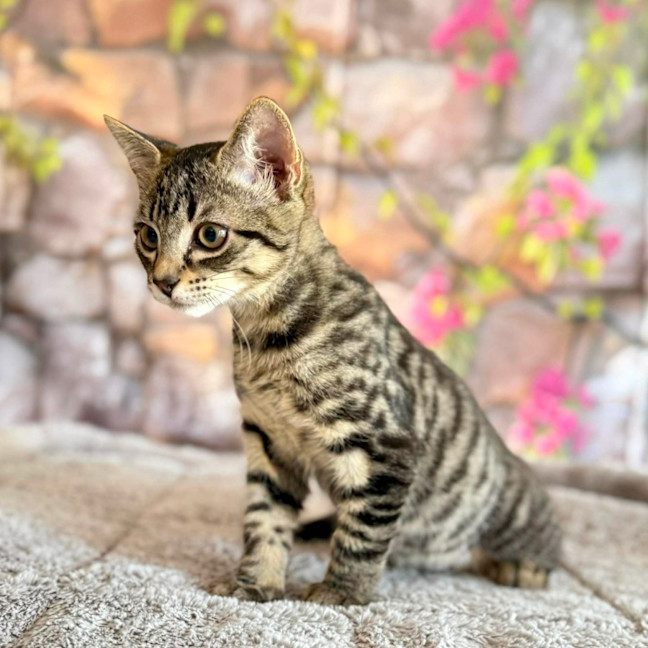 Photo of Captain Frankie (Located In Templestowe)