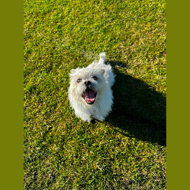 Photo of Gremlin