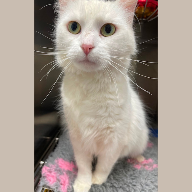 Photo of Marshmallow