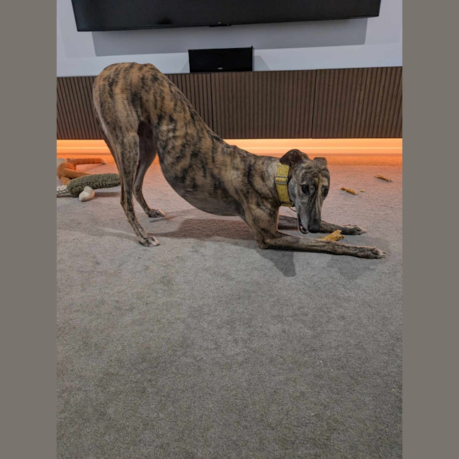 Photo of Roz, The Cat Friendly Greyhound