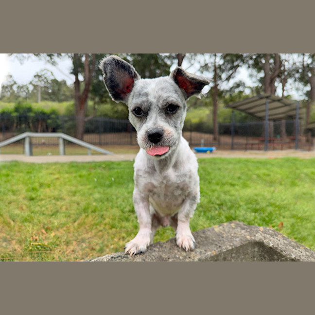 Photo of Moppy