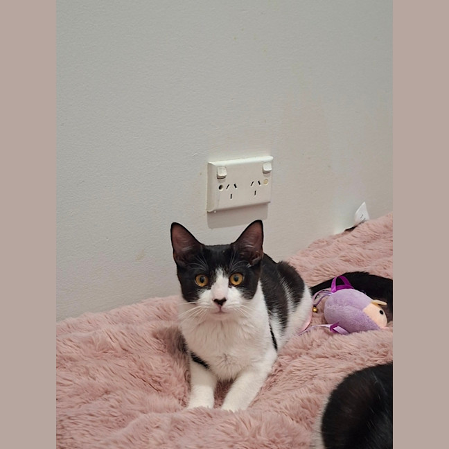 Photo of Oreo