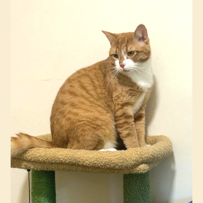 Photo of Ginger Meggs