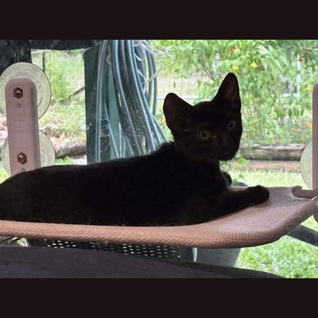 Photo of Raven