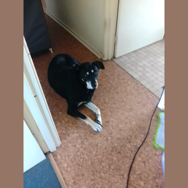 Photo of Milo