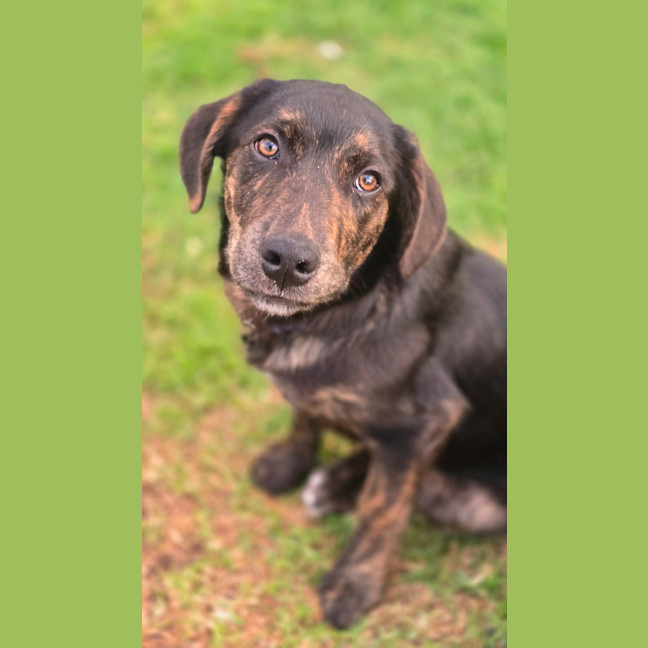 Photo of Shadow