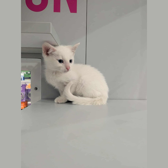 Photo of Chicken Loaf