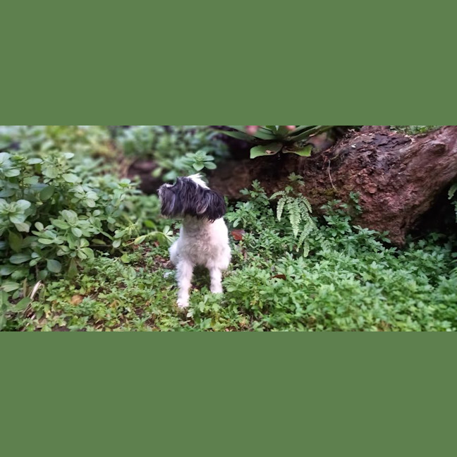 Photo of Pippin