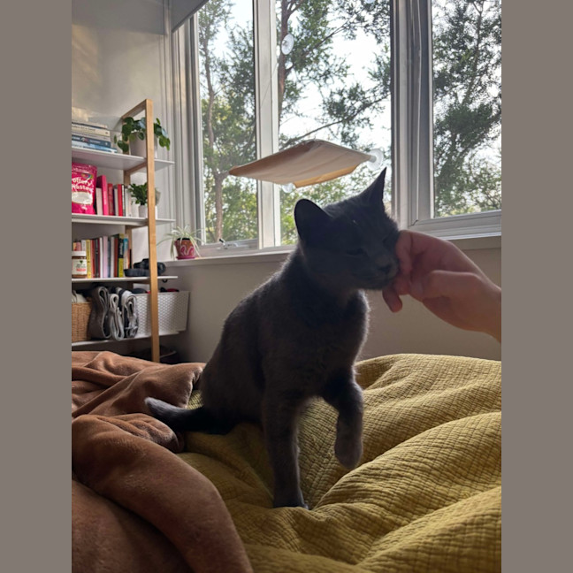 Photo of Sarabi 🩷