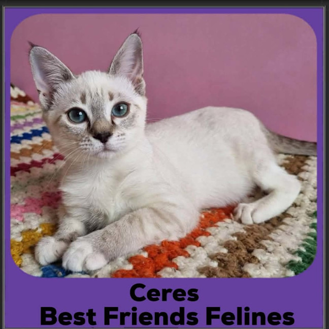 Photo of Ceres 
