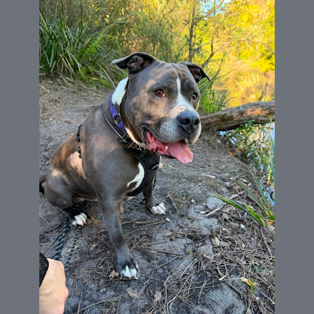 Photo of Archie*$199!*