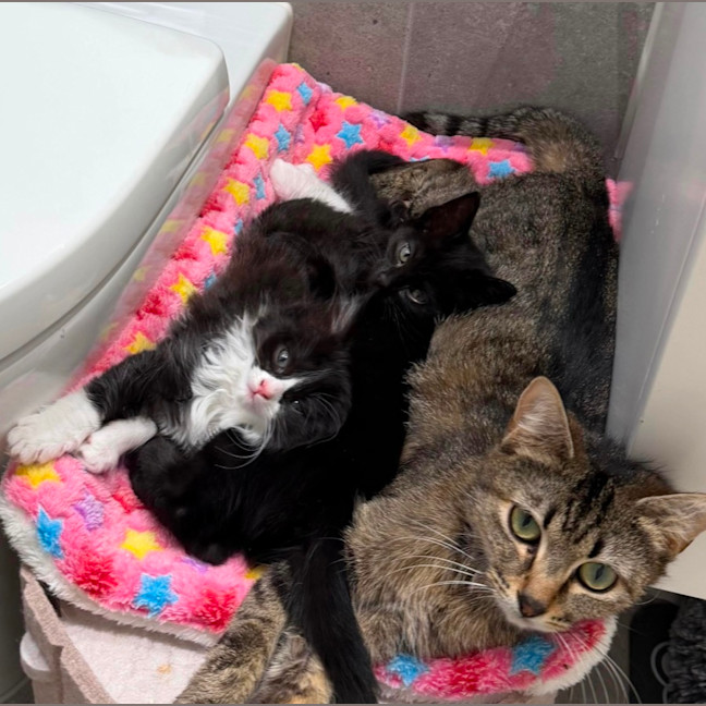 Photo of Chaos Monkey & Splunk 