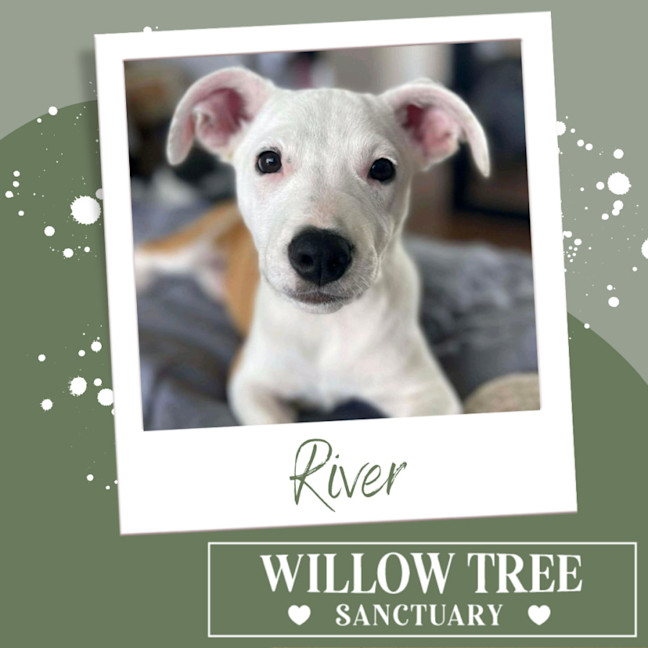 Photo of River