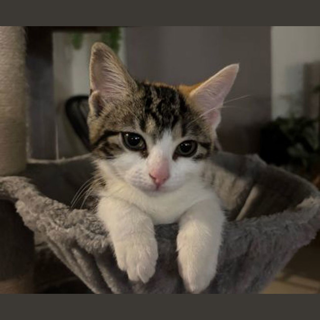 Photo of Rosie