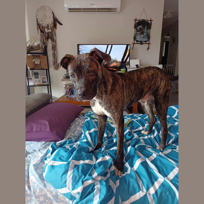 Photo of Mississippi Mud Pie