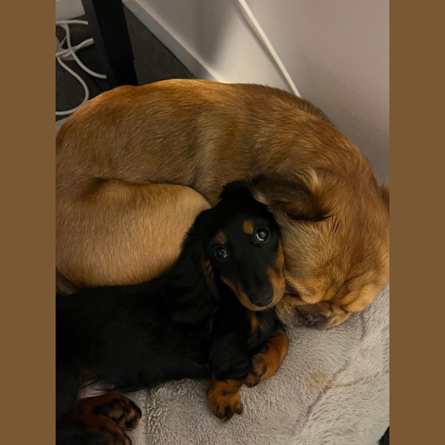 Photo of Arlo   12 Week Old Miniature Dachshund