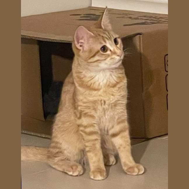 Photo of Nala (Fostered In Perth)