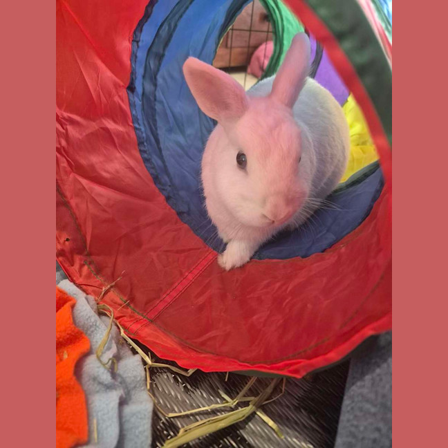 Photo of Basil (W Olive)