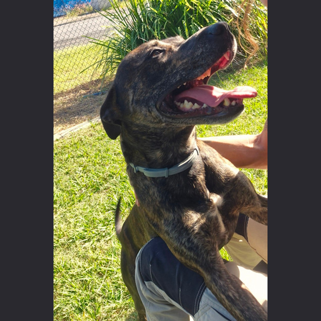 Photo of Chase (8999)