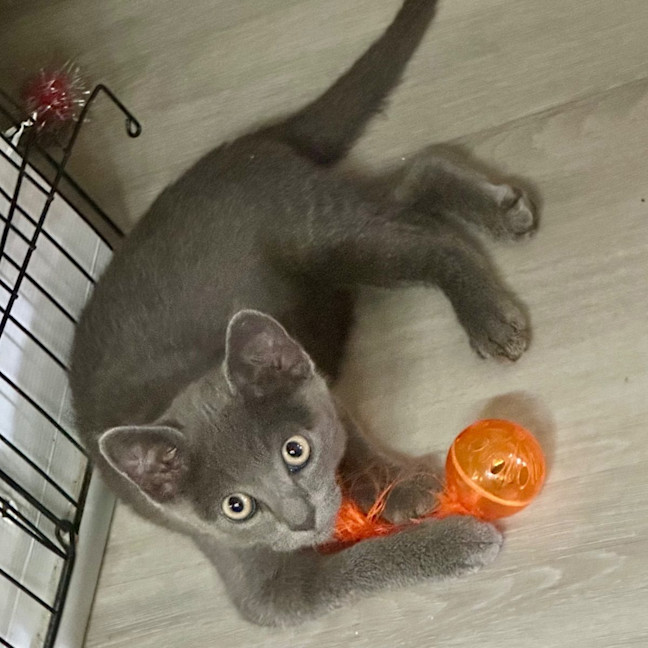 Photo of Kai