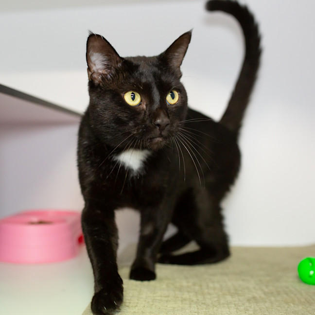 Photo of Sylvester 