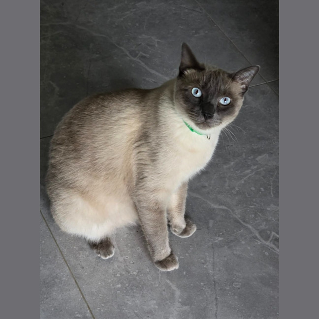 Photo of Rastus