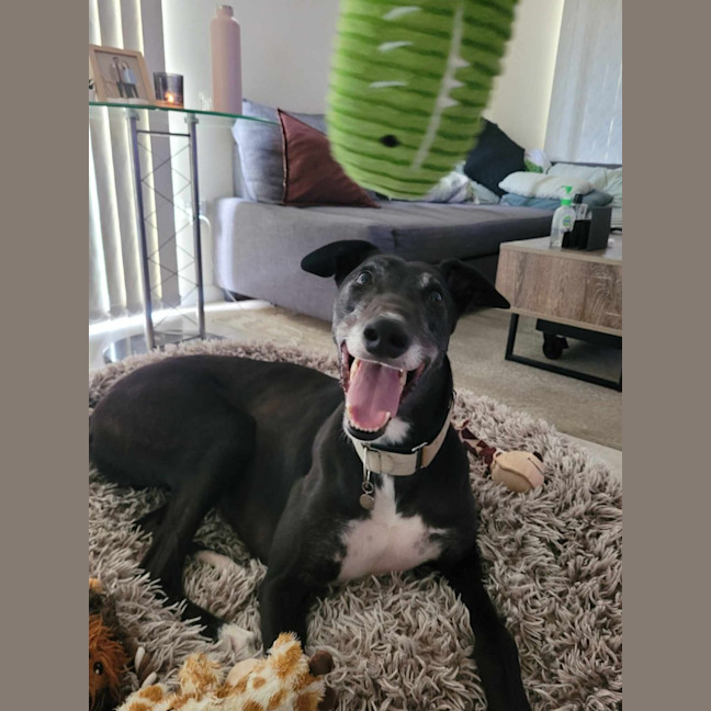 Photo of Flash, The Greyhound