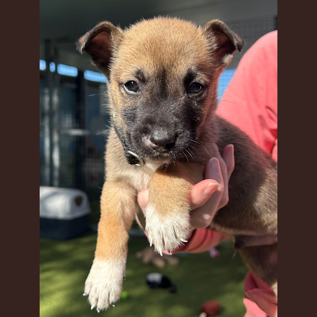 Photo of D1154 Ninja