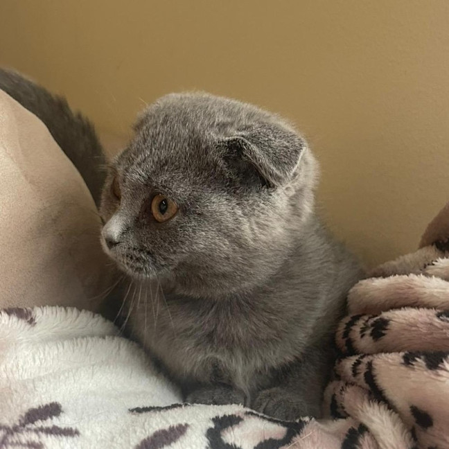 Photo of Hyperion