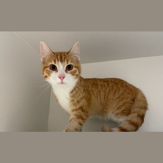 Photo of Butters