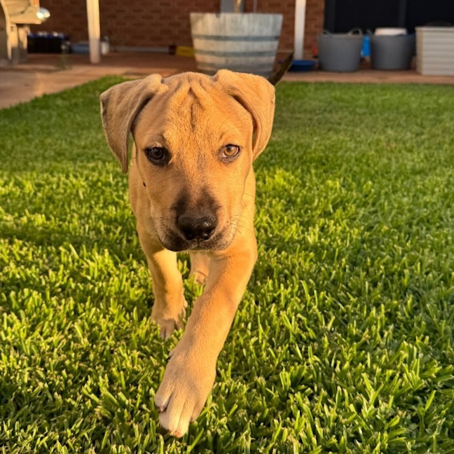 Photo of Rusty