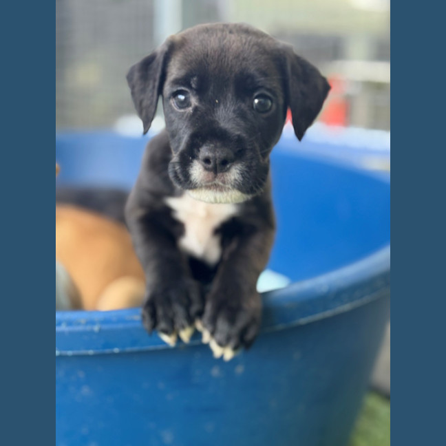 Photo of D1207 Melon