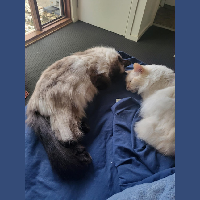 Photo of Bobby & Brown *9 Lives Project Rescue*