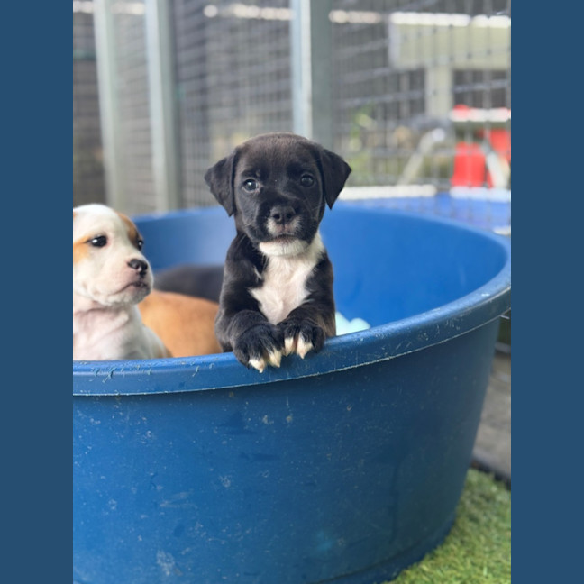 Photo of D1207 Melon