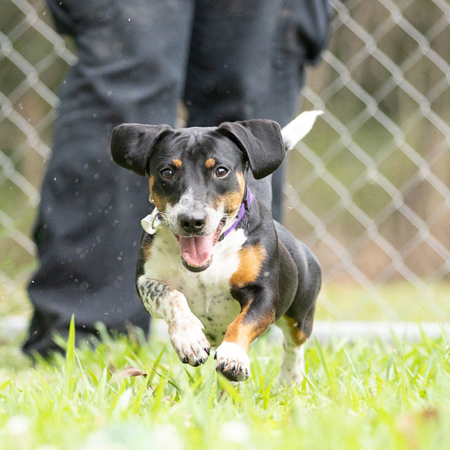 Photo of Tuppence