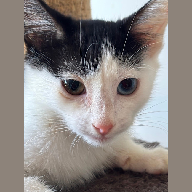 Photo of Kiwi Meet Me@Petstock Mornington Nepean Hwy 