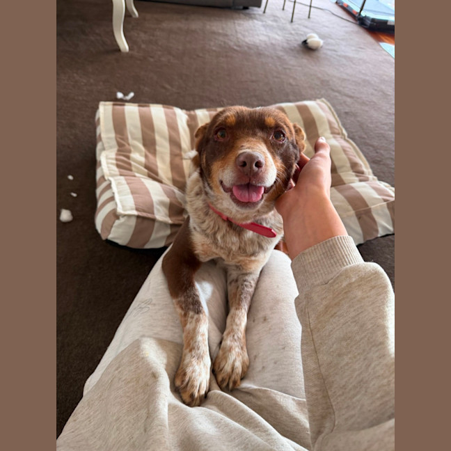 Photo of Baxter