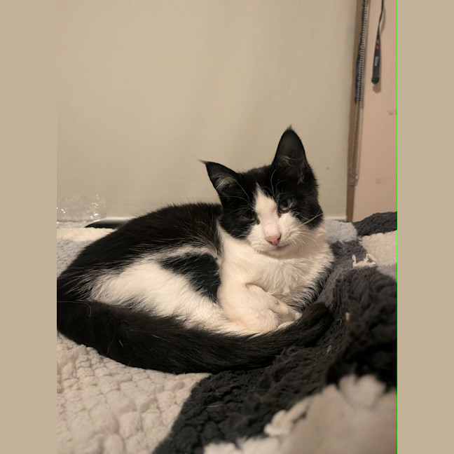 Photo of Stumpy