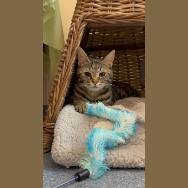 Photo of Honey