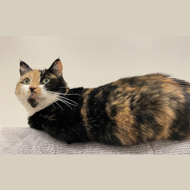 Photo of Cleo