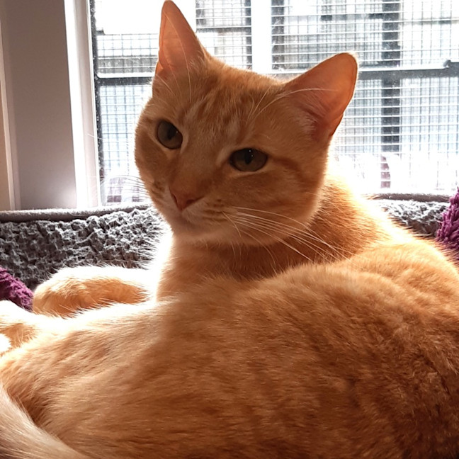 Photo of Oscar