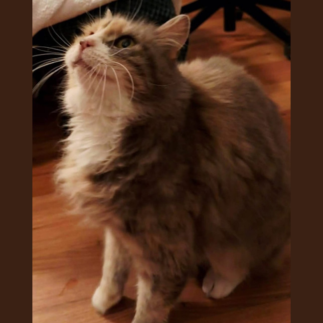 Photo of Millie