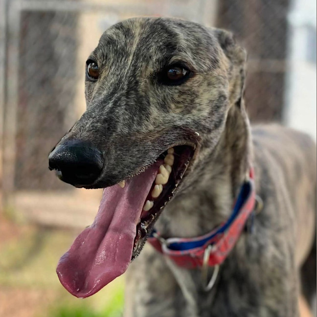 Photo of Merrill The Greyhound