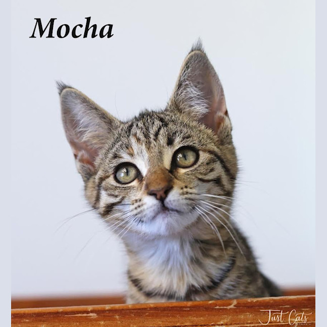 Photo of Mocha   Petstock Invermay